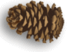 Captcha image 3366
